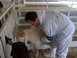 درمان رایگان حیوانات